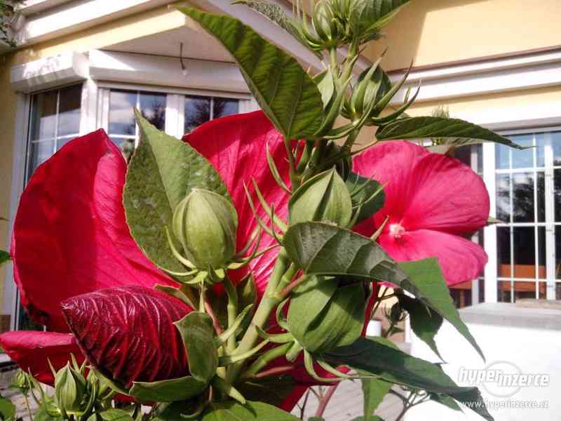 IBIŠEK BAHENNÍ, velkokvětý, Hibiscus Moscheutos, i zakrslé - foto 8