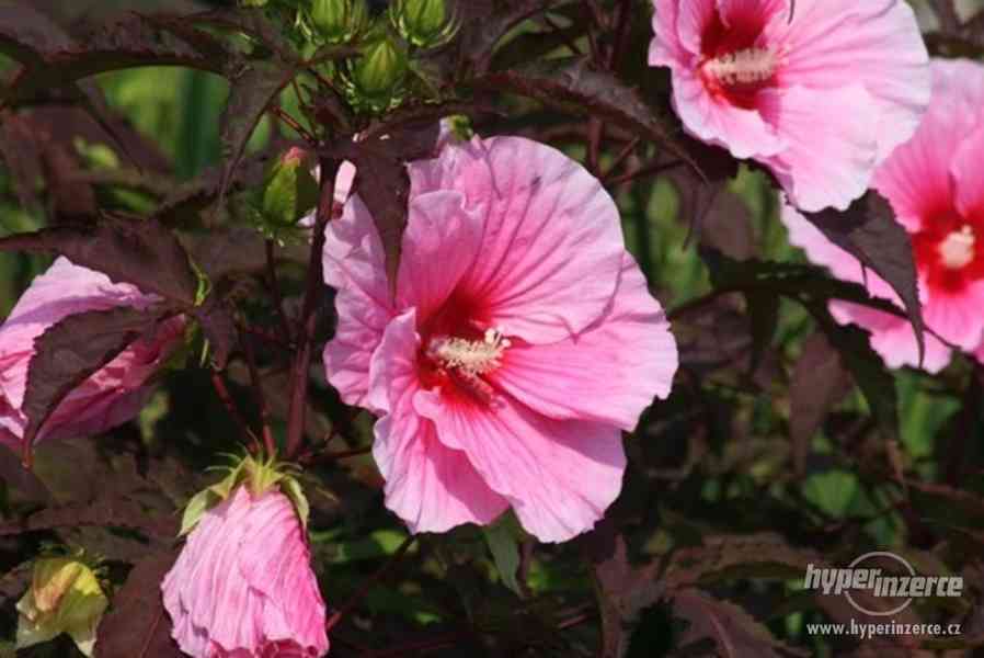 IBIŠEK BAHENNÍ, velkokvětý, Hibiscus Moscheutos, i zakrslé - foto 9