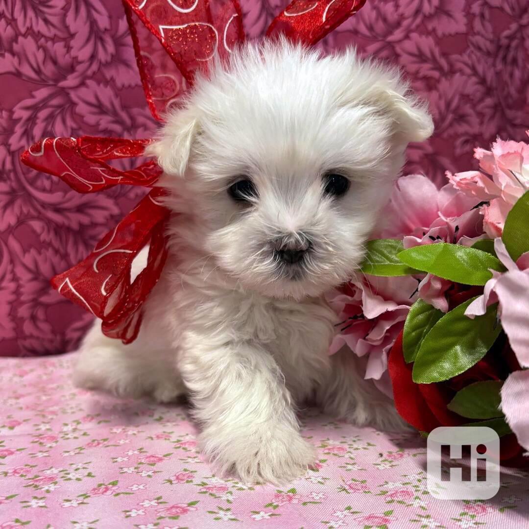   Zdravá štěňátka maltézáka a fenky k adopci zdarma - foto 1