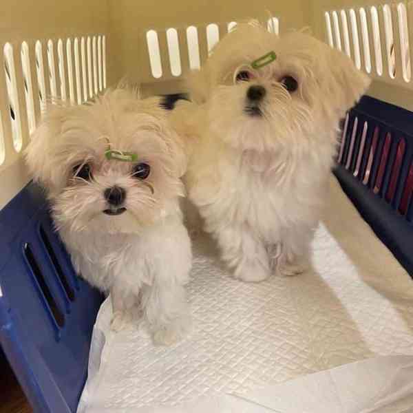   Zdravá štěňátka maltézáka a fenky k adopci zdarma - foto 2