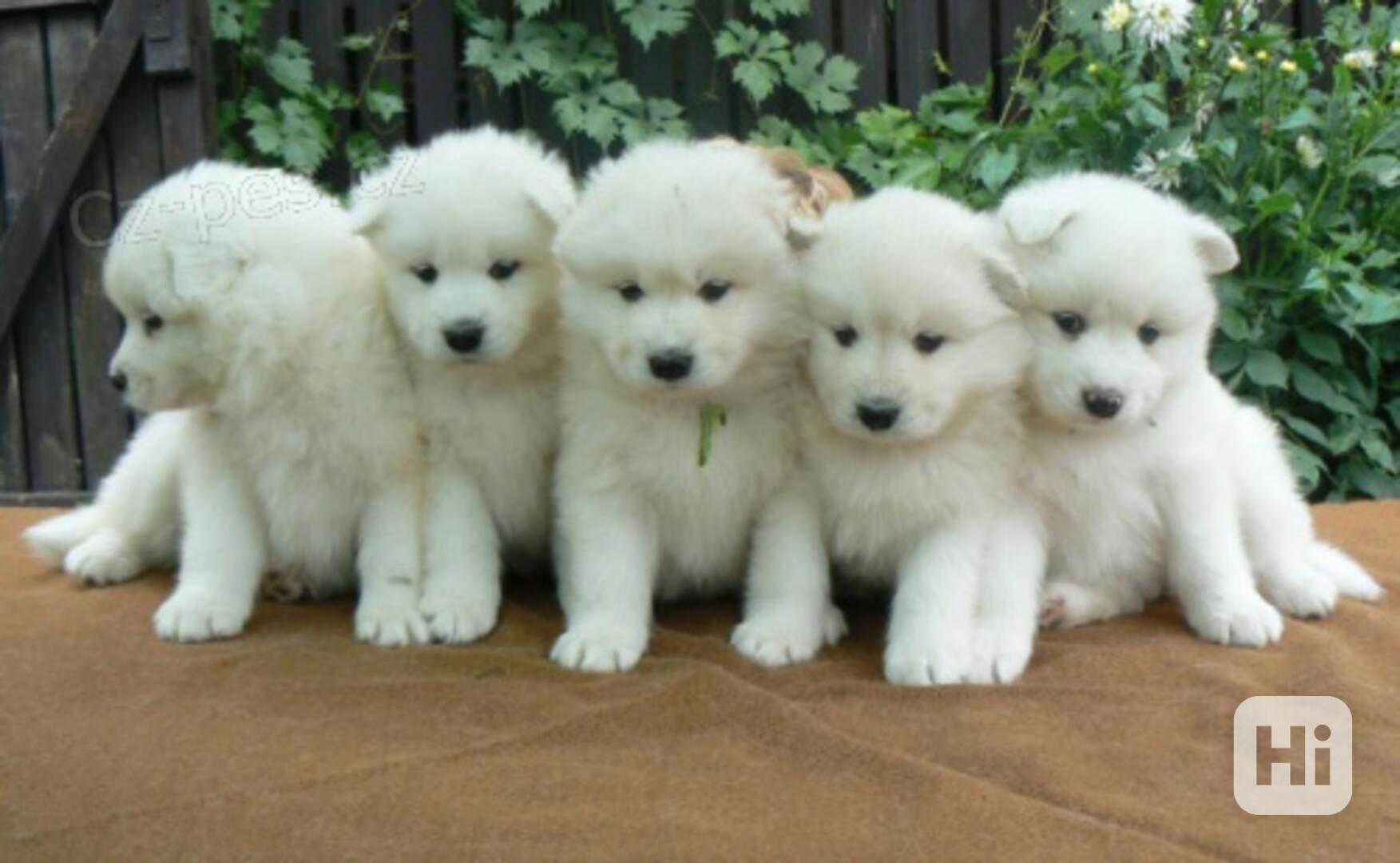 Samojed s PP fenečka - foto 1