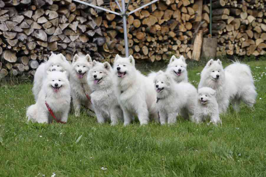 Samojed s PP fenečka - foto 2