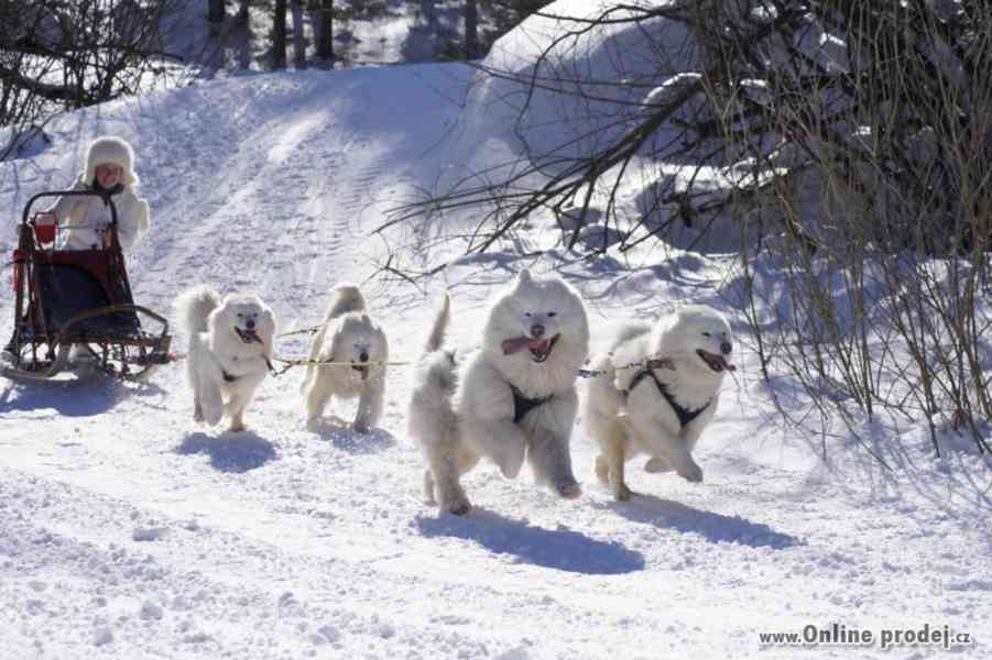 Samojed s PP fenečka - foto 4