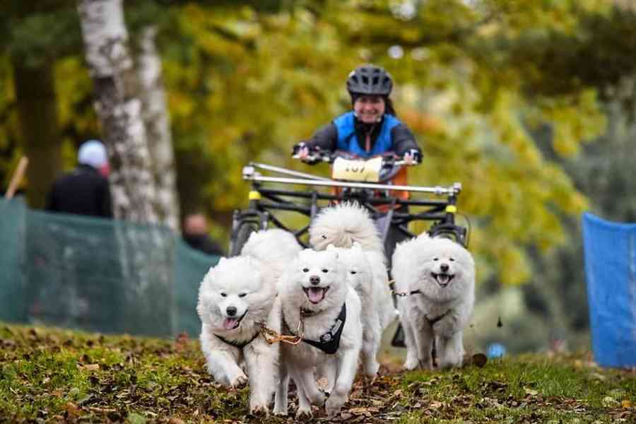 Samojed s PP fenečka - foto 5