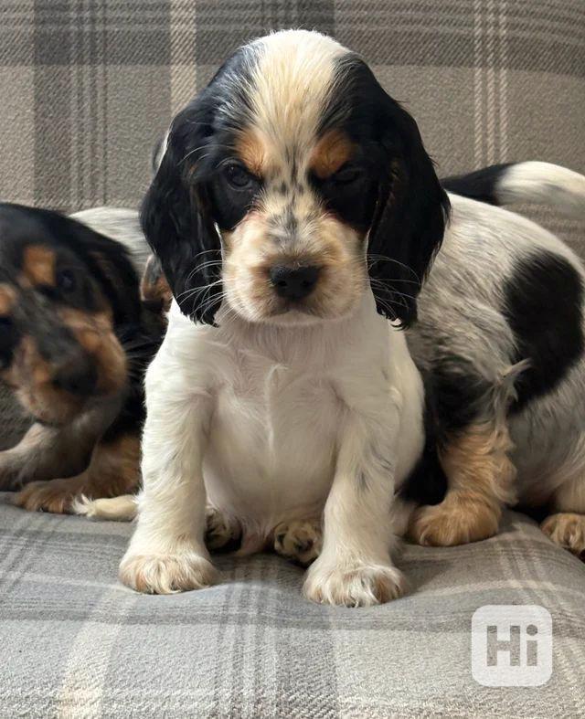 Štěňata kokršpaněla nejvyšší kvality - foto 1