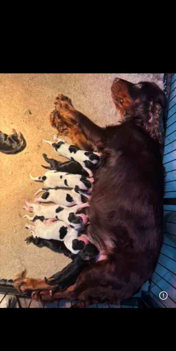 Štěňata kokršpaněla nejvyšší kvality - foto 4