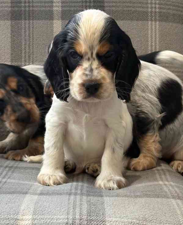 Štěňata kokršpaněla nejvyšší kvality - foto 1