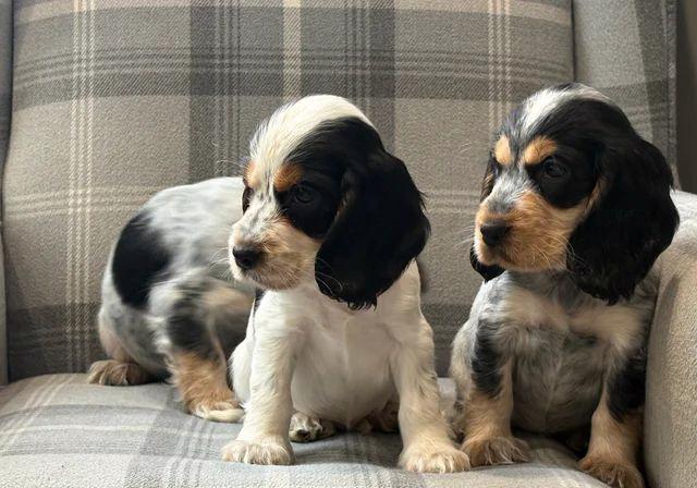 Štěňata kokršpaněla nejvyšší kvality - foto 3