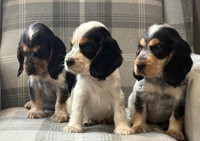 Štěňata kokršpaněla nejvyšší kvality - foto 2