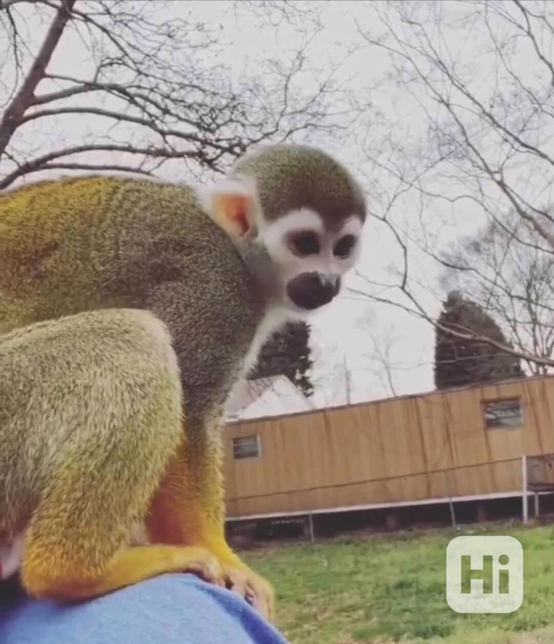 🐒 Samec veverčí opice na prodej – zdravý, energický a plný  - foto 1