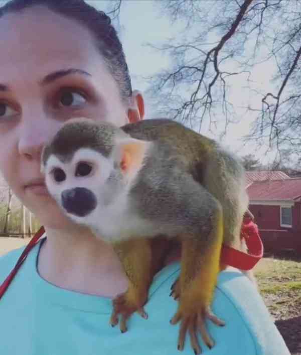 🐒 Samec veverčí opice na prodej – zdravý, energický a plný  - foto 2