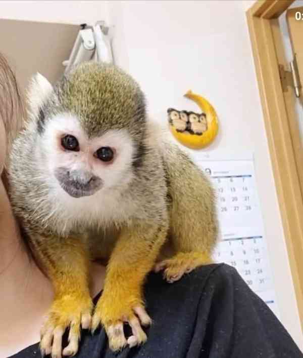 🐒 Samec veverčí opice na prodej – zdravý, energický a plný  - foto 3