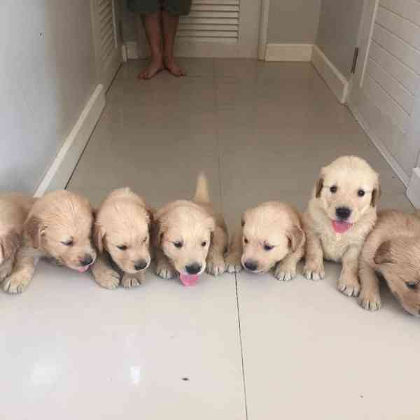 štěňata zlatého retrívra k adopci - foto 2