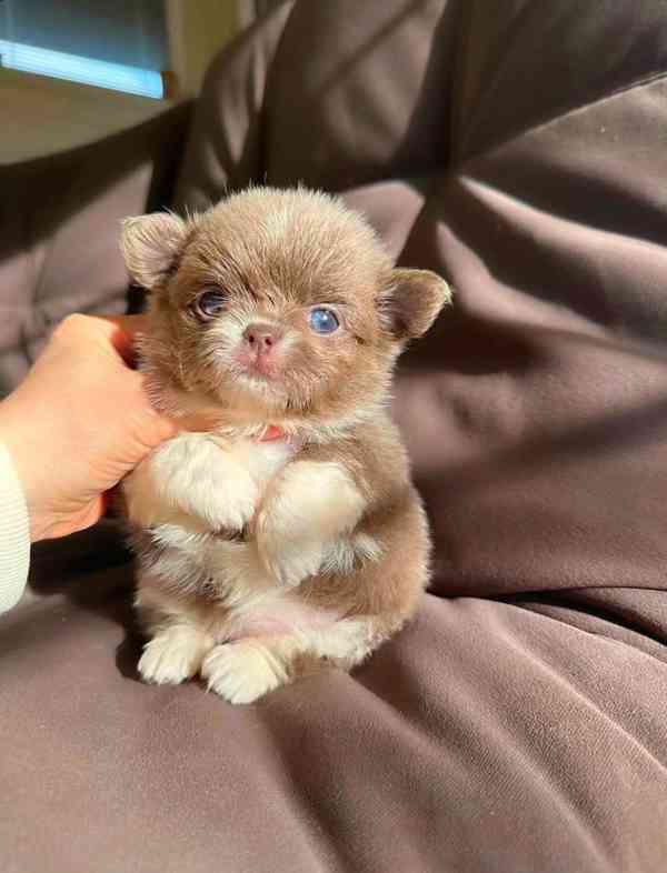 Štěňata čivavy Pp - foto 2