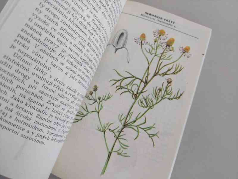 Kapesní herbář léčivých rostlin - krásné a přesné ilustrace - foto 2