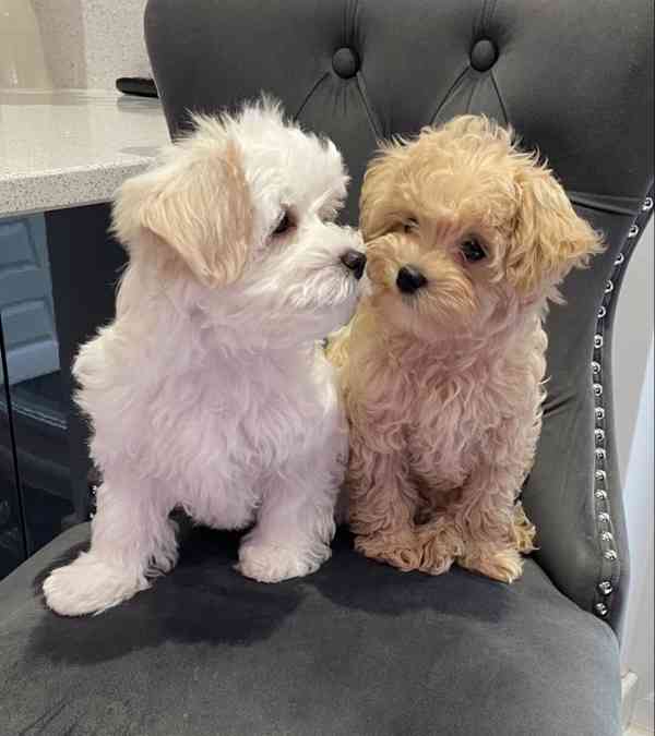 Nabízíme krásná štěňata Maltipoo F1. - foto 1