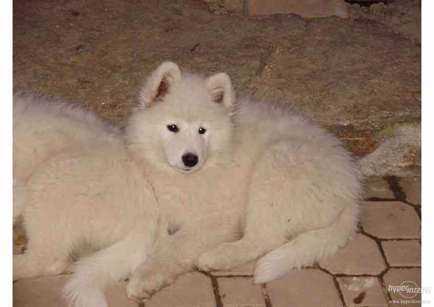 Samojed - štěně s PP - foto 3