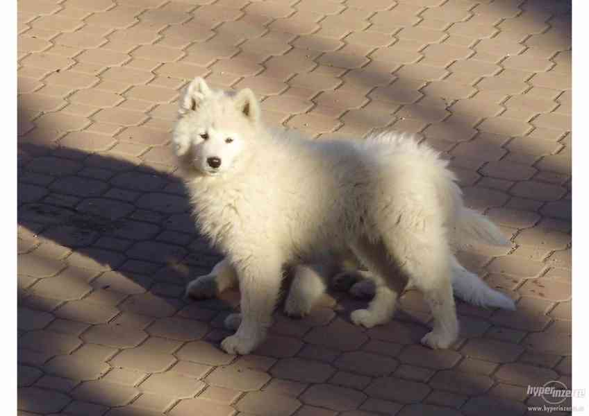 Samojed - štěně s PP - foto 4