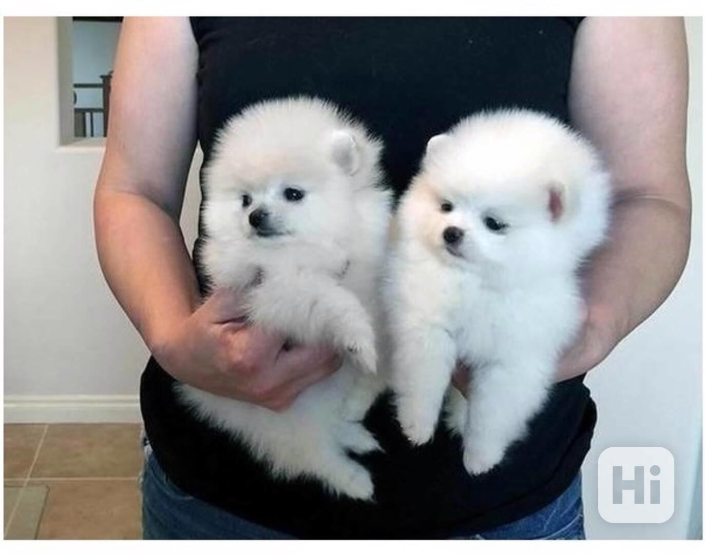  Pomeranian s Pp - foto 1