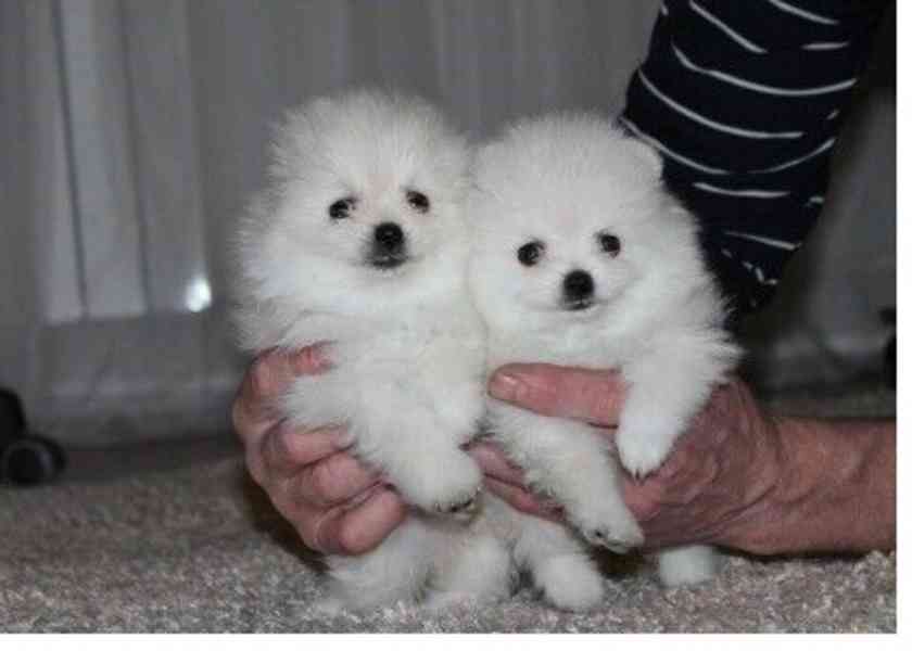  Pomeranian s Pp - foto 3