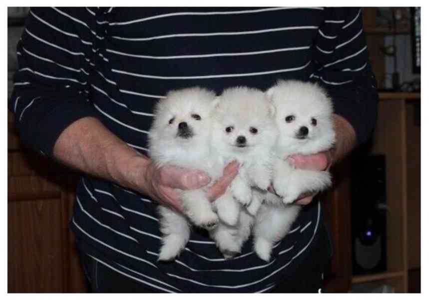  Pomeranian s Pp - foto 2