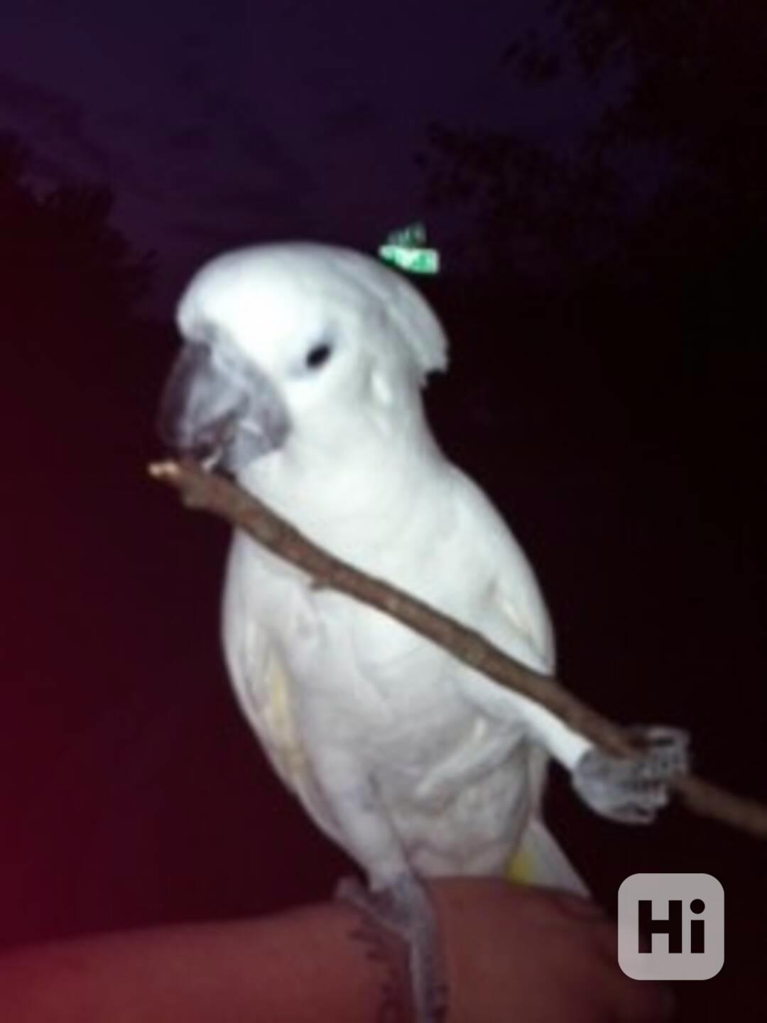 K dispozici papoušci kakadu - foto 1