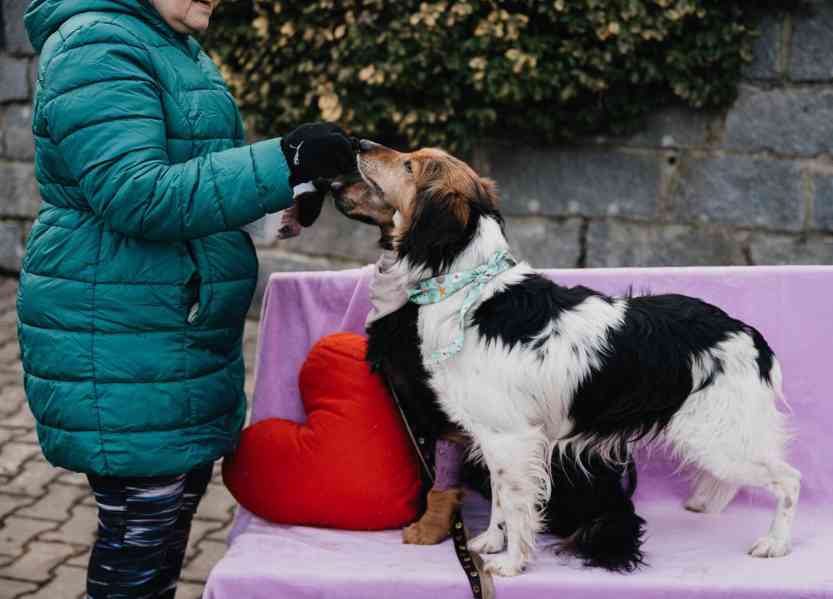 PUNTÍK - 15 kg, kastrovaný psík 8 let - foto 2