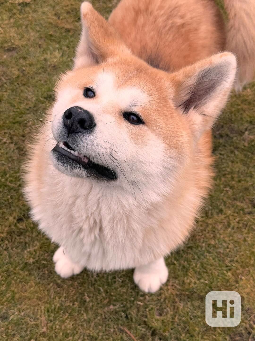 Akita inu s PP - foto 1