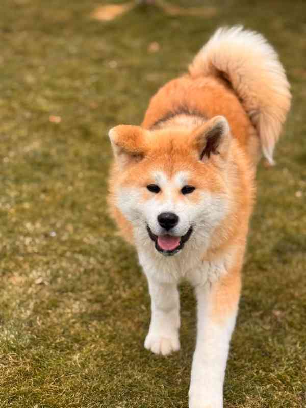 Akita inu s PP - foto 3