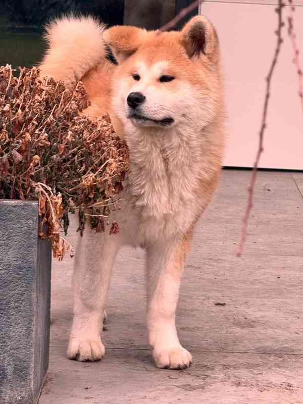 Akita inu s PP - foto 4