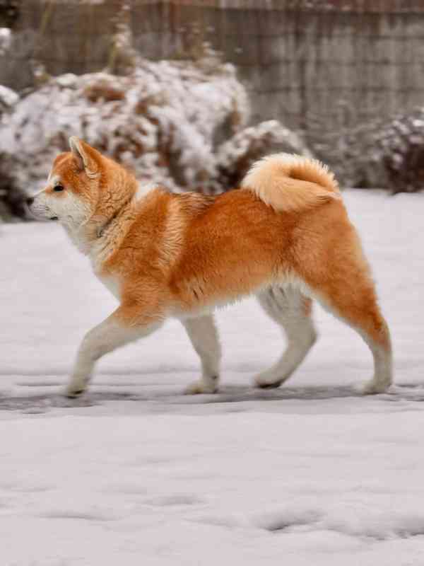 Akita inu s PP - foto 6