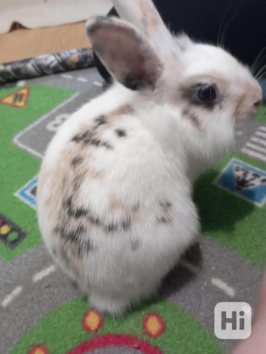 Zakrslý králík (králíček) Žofinka  - foto 1