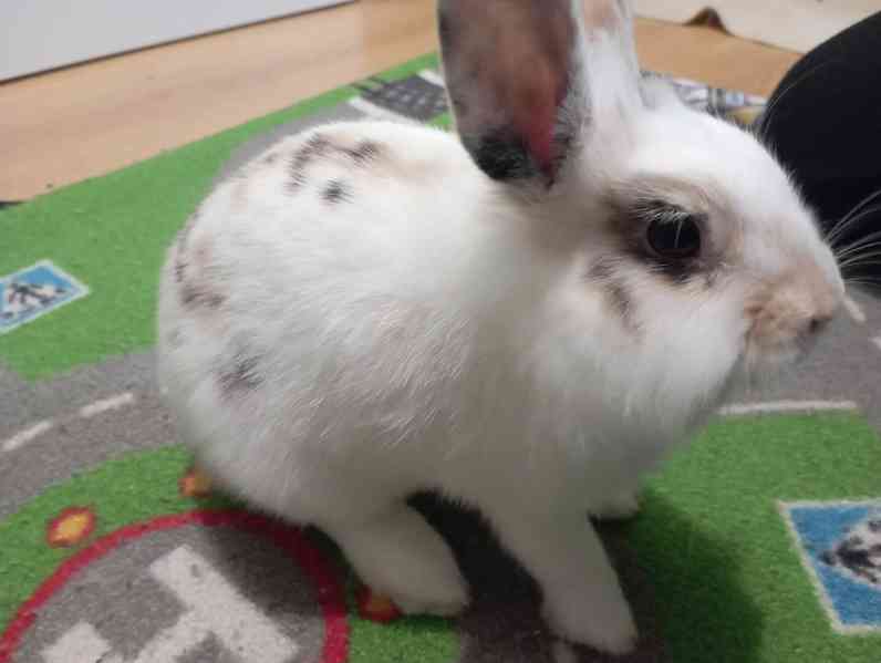 Zakrslý králík (králíček) Žofinka  - foto 3