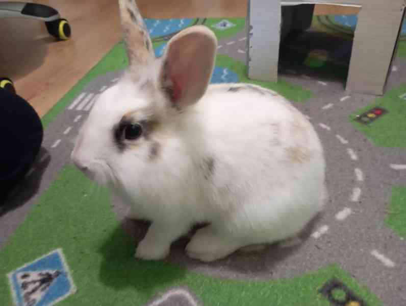 Zakrslý králík (králíček) Žofinka  - foto 2