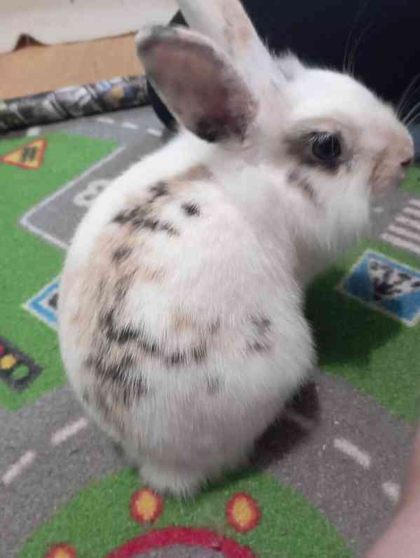 Zakrslý králík (králíček) Žofinka 
