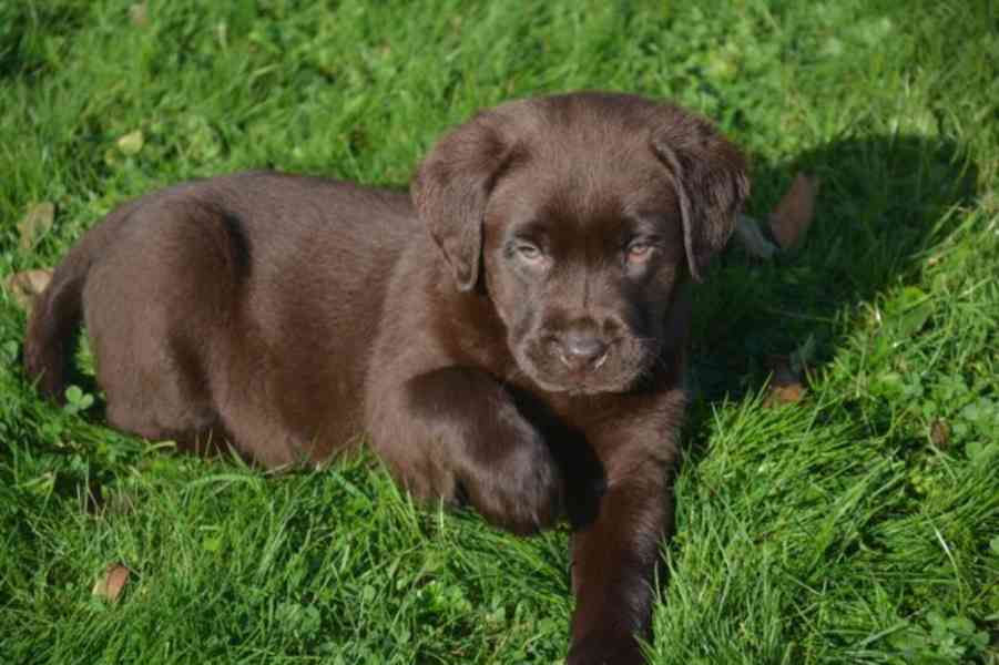 Rozkošná štěňátka labradorů - foto 2