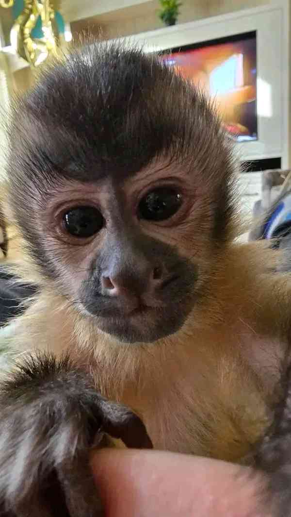  Samec a samice mláďat kapucínských opic - foto 1