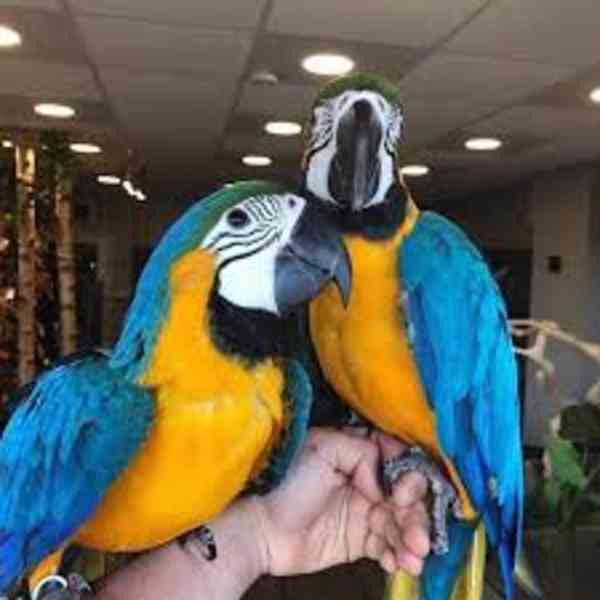 Modrý a zlatý papoušek Miluje mazlení, právě začíná mluvit,  - foto 1