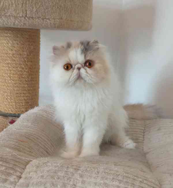 Perská kočička s PP - foto 1