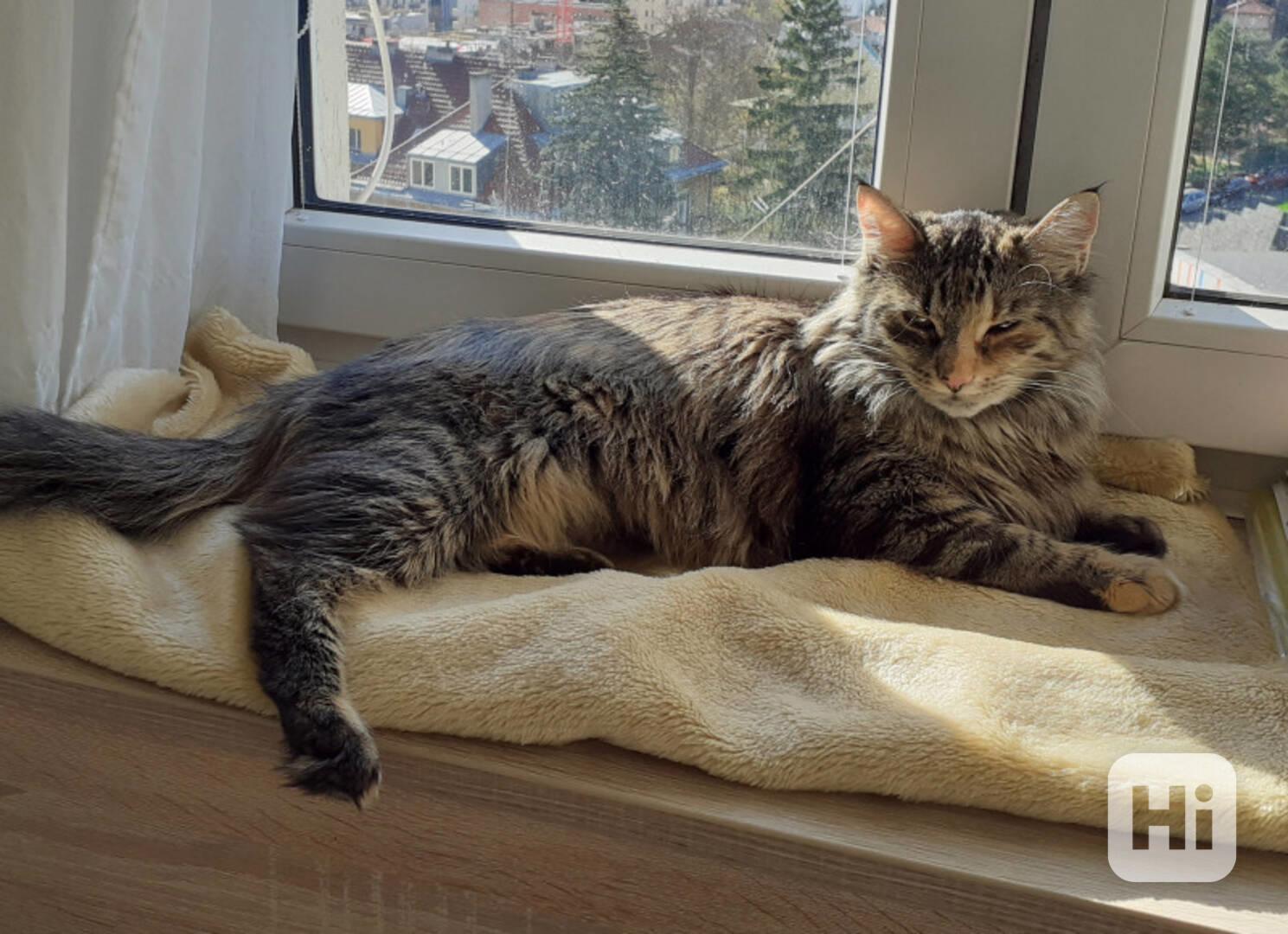 Dlouhosrstá mourovaná 2,5roční Mej Mej, kříženec Mainské - foto 1