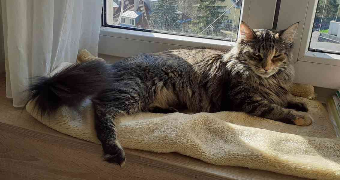 Dlouhosrstá mourovaná 2,5roční Mej Mej, kříženec Mainské - foto 2