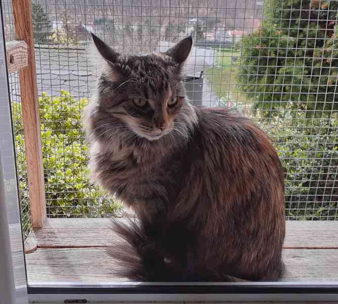 Dlouhosrstá mourovaná 2,5roční Mej Mej, kříženec Mainské - foto 3