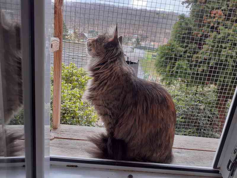 Dlouhosrstá mourovaná 2,5roční Mej Mej, kříženec Mainské - foto 4