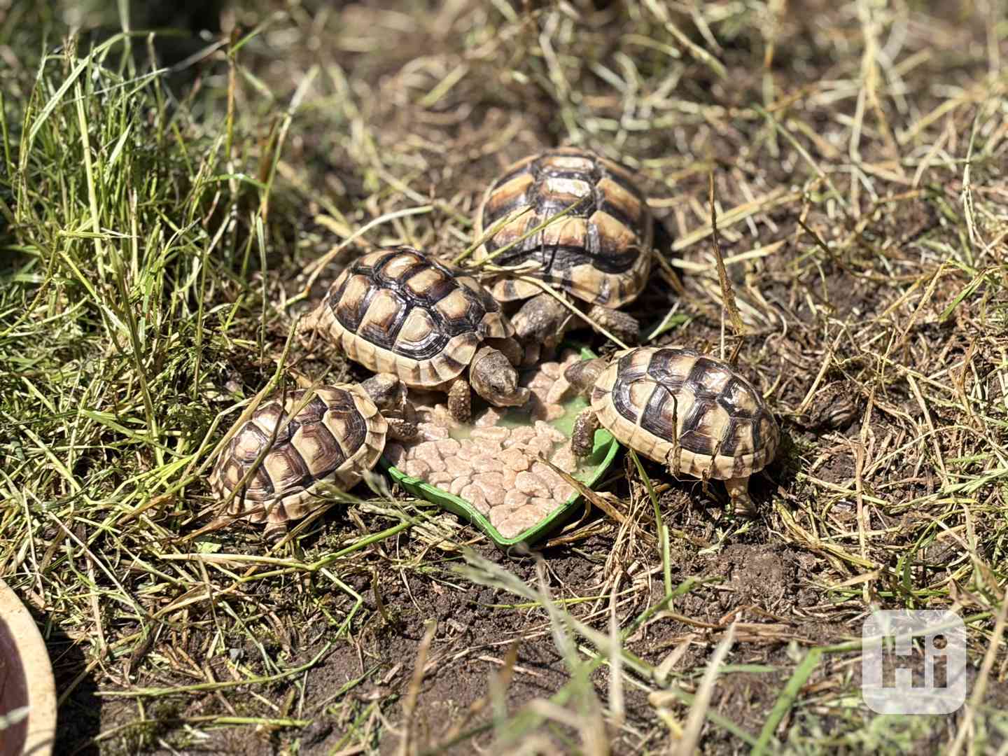 suchozemská želva vroubená CITES - foto 1