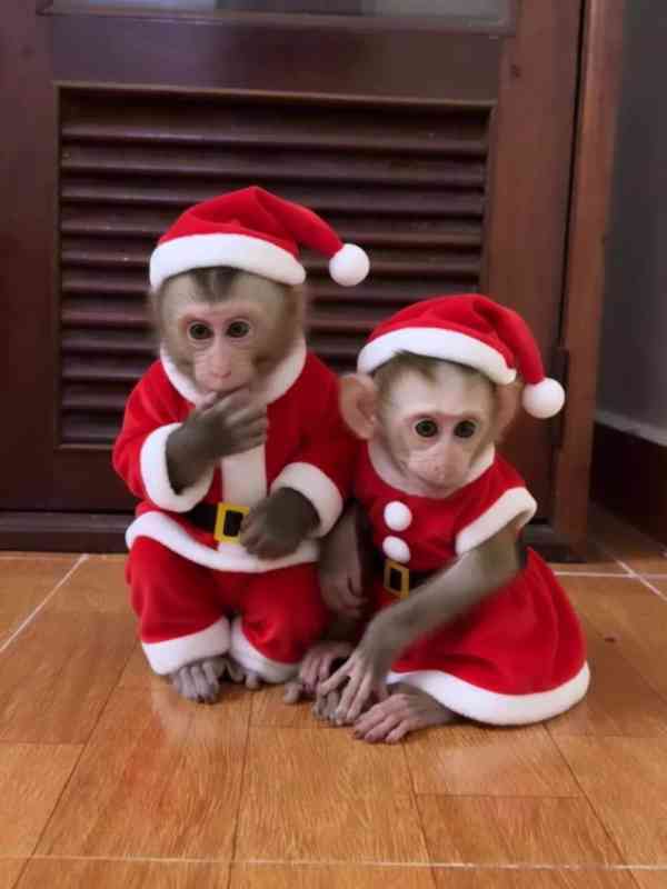 Malá rozkošná opička kosman