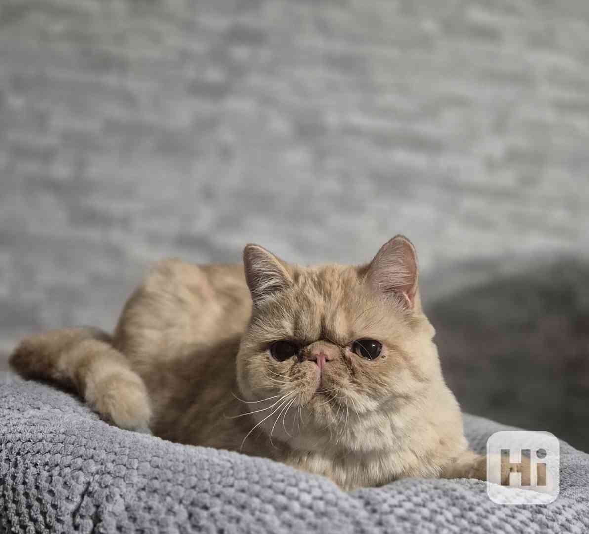 Perská a exotická koťátka s Pp  - foto 1