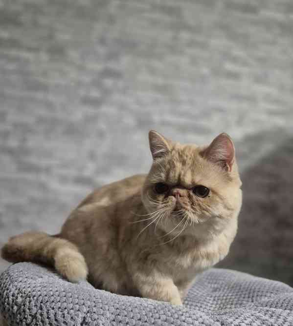 Perská a exotická koťátka s Pp  - foto 3