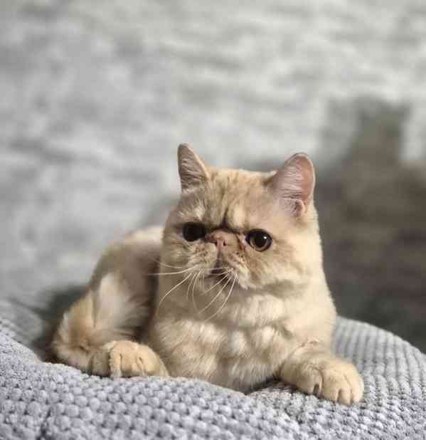 Perská a exotická koťátka s Pp  - foto 4