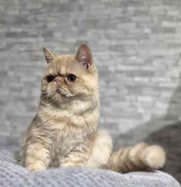 Perská a exotická koťátka s Pp  - foto 5