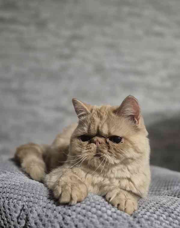 Perská a exotická koťátka s Pp  - foto 2